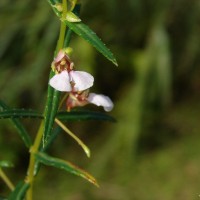 Impatiens oppositifolia L.